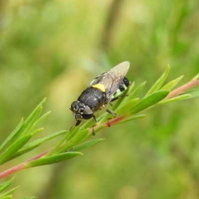 Odontomyia hunteri (Soldier fly) at Kambah, ACT - 10 Dec 2020 by MatthewFrawley