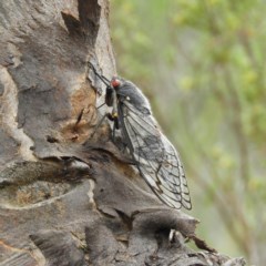 Psaltoda moerens (Redeye cicada) at Mount Taylor - 10 Dec 2020 by MatthewFrawley