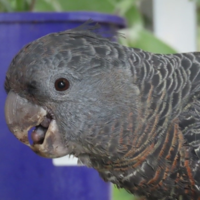 Callocephalon fimbriatum (Gang-gang Cockatoo) at Griffith, ACT - 15 Dec 2020 by roymcd