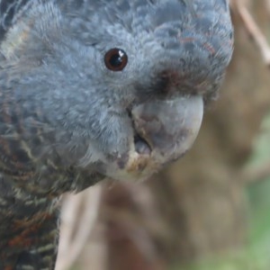 Callocephalon fimbriatum at Griffith, ACT - 16 Dec 2020