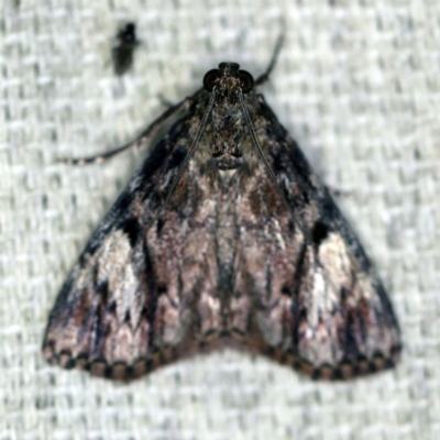 Salma cinerascens (A Pyralid moth) at O'Connor, ACT - 14 Dec 2020 by ibaird