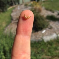 Lepidoptera unclassified IMMATURE (caterpillar or pupa or cocoon) at Hackett, ACT - 14 Dec 2020 by WalterEgo