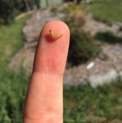 Lepidoptera unclassified IMMATURE (caterpillar or pupa or cocoon) at Hackett, ACT - 14 Dec 2020 by WalterEgo