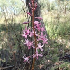 Dipodium roseum (Rosy Hyacinth Orchid) at Cook, ACT - 11 Dec 2020 by CathB