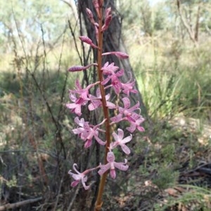 Dipodium roseum at Cook, ACT - suppressed