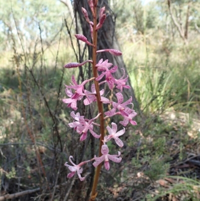 Dipodium roseum (Rosy Hyacinth Orchid) at Aranda Bushland - 11 Dec 2020 by CathB