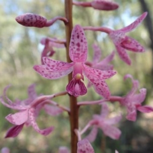 Dipodium roseum at Cook, ACT - suppressed