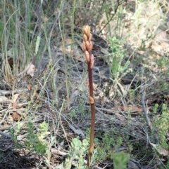 Dipodium roseum at Cook, ACT - suppressed