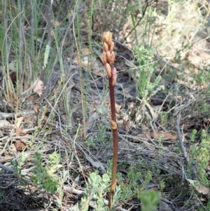 Dipodium roseum at Cook, ACT - suppressed