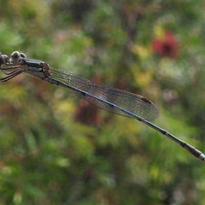 Austrolestes leda (Wandering Ringtail) at Wanniassa, ACT - 16 Dec 2020 by JohnBundock