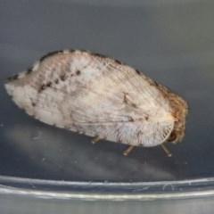 Drepanacra binocula (Notched brown lacewing) at Aranda Bushland - 12 Dec 2020 by CathB