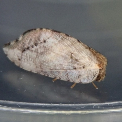 Drepanacra binocula (Notched brown lacewing) at Aranda Bushland - 12 Dec 2020 by CathB