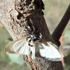 Sandalodes scopifer (White-spotted Sandalodes) at Aranda Bushland - 11 Dec 2020 by CathB