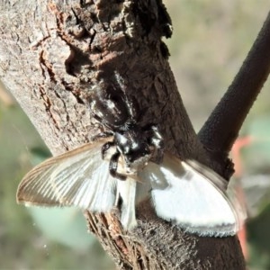 Sandalodes scopifer at Holt, ACT - 11 Dec 2020 04:19 PM