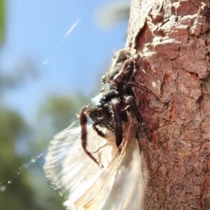 Sandalodes scopifer at Holt, ACT - 11 Dec 2020