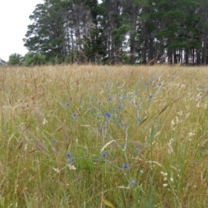 Eryngium ovinum at Yarralumla, ACT - 15 Nov 2020