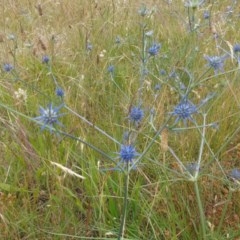 Eryngium ovinum at Yarralumla, ACT - 15 Nov 2020