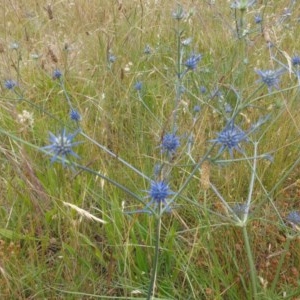 Eryngium ovinum at Yarralumla, ACT - 15 Nov 2020 10:55 AM