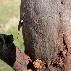 Braconidae (family) (Unidentified braconid wasp) at Mount Painter - 9 Dec 2020 by CathB