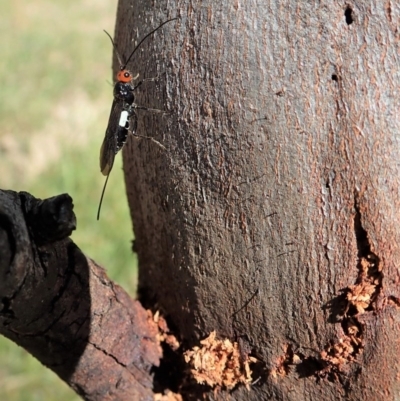 Braconidae (family) (Unidentified braconid wasp) at Holt, ACT - 9 Dec 2020 by CathB