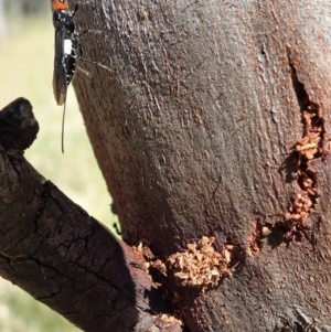 Braconidae (family) at Holt, ACT - 9 Dec 2020