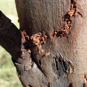 Braconidae (family) at Holt, ACT - 9 Dec 2020