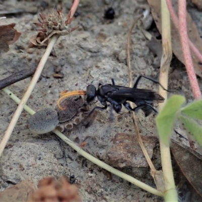 Fabriogenia sp. (genus) (Spider wasp) at Mount Painter - 9 Dec 2020 by CathB