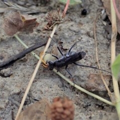 Fabriogenia sp. (genus) at Holt, ACT - 9 Dec 2020