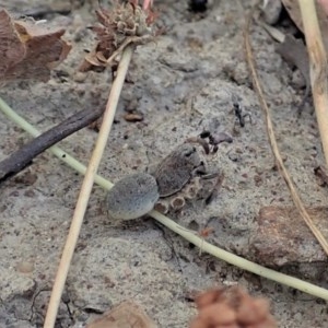 Fabriogenia sp. (genus) at Holt, ACT - 9 Dec 2020