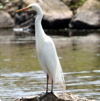 Ardea plumifera (Plumed Egret) at Wingecarribee Local Government Area - 16 Dec 2020 by Snowflake