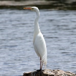 Ardea plumifera at Moss Vale, NSW - 16 Dec 2020