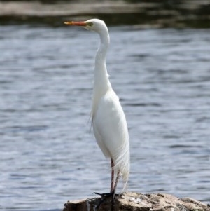 Ardea plumifera at Moss Vale, NSW - suppressed