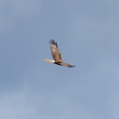 Circus approximans (Swamp Harrier) at Moss Vale, NSW - 16 Dec 2020 by Snowflake