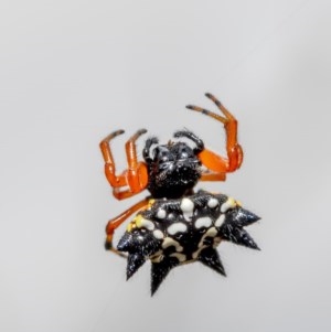 Austracantha minax at Bruce, ACT - 15 Dec 2020