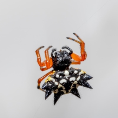 Austracantha minax (Christmas Spider, Jewel Spider) at Black Mountain - 15 Dec 2020 by Roger