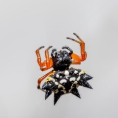 Austracantha minax (Christmas Spider, Jewel Spider) at Bruce, ACT - 15 Dec 2020 by Roger