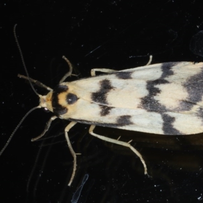 Tigrioides alterna (Alternating Footman) at Ainslie, ACT - 15 Dec 2020 by jbromilow50