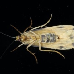 Tigrioides alterna at Ainslie, ACT - 15 Dec 2020 09:16 PM