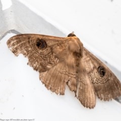 Dasypodia selenophora (Southern old lady moth) at Acton, ACT - 15 Dec 2020 by Roger