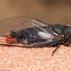 Yoyetta timothyi (Brown Firetail Cicada) at Acton, ACT - 15 Dec 2020 by Roger