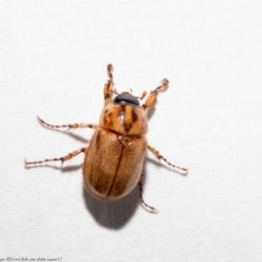 Cyclocephala signaticollis (Argentinian scarab) at Macgregor, ACT - 12 Dec 2020 by Roger