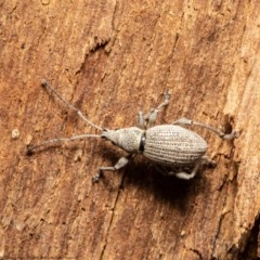 Merimnetes oblongus (Radiata pine shoot weevil) at Black Mountain - 15 Dec 2020 by Roger