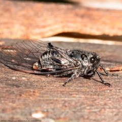 Pauropsalta mneme (Alarm Clock Squawker) at Black Mountain - 15 Dec 2020 by Roger