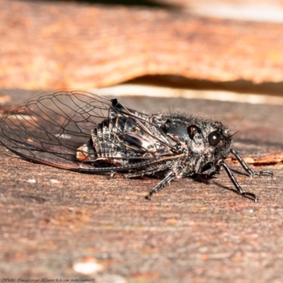 Pauropsalta mneme (Alarm Clock Squawker) at Black Mountain - 15 Dec 2020 by Roger