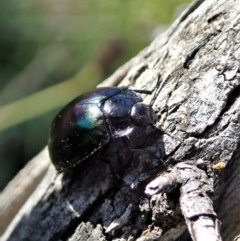 Hemicyclus punctulatus (Darkling beetle) at Mount Painter - 9 Dec 2020 by CathB