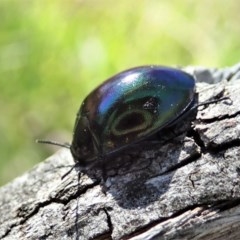 Hemicyclus punctulatus at Cook, ACT - 9 Dec 2020