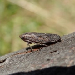 Putoniessa sp. (genus) (A leafhopper) at Mount Painter - 9 Dec 2020 by CathB