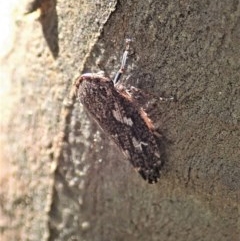 Putoniessa sp. (genus) at Holt, ACT - 9 Dec 2020