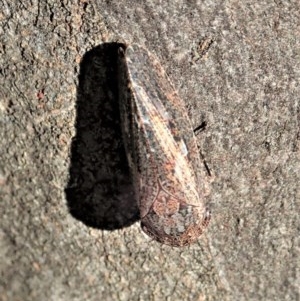 Putoniessa sp. (genus) at Holt, ACT - 9 Dec 2020