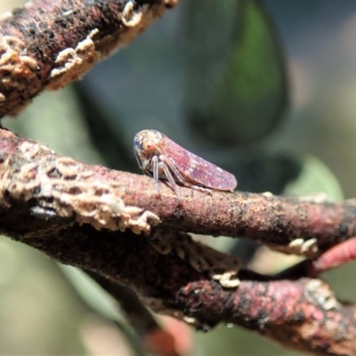 Katipo signoreti (Leafhopper) at Cook, ACT - 9 Dec 2020 by CathB